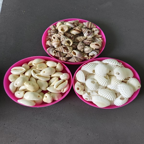  3 shapes cowrie shells combo pack