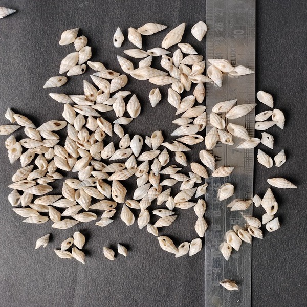 Tiney Brown Cowrie shells