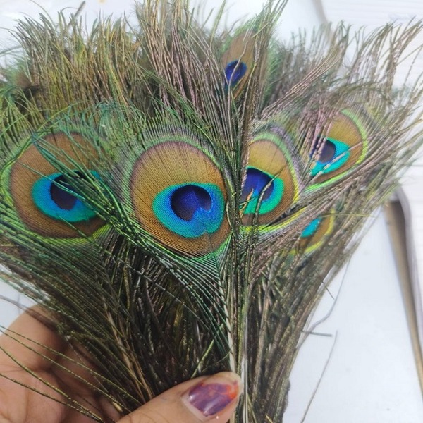 Morpankh for Art and Craft