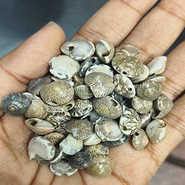 Round Cowrie Shell