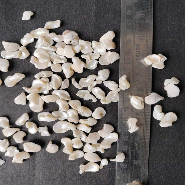 Flat Cowrie Shell Beads