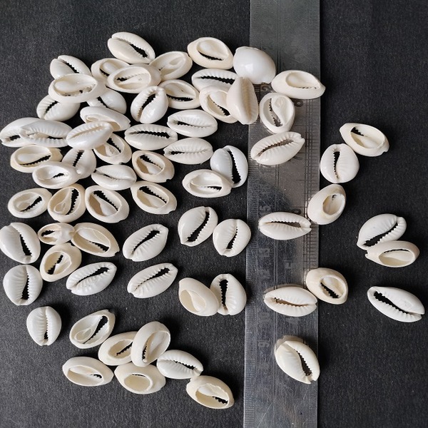 Broken Cowrieb Shell