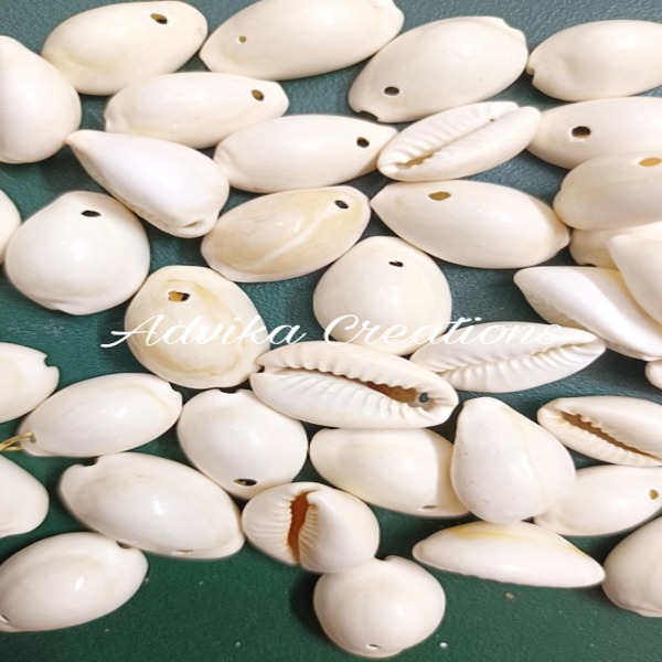 Cowrie Shell Large Size