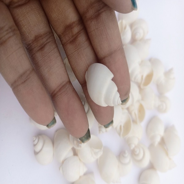 White Cowrie Shell