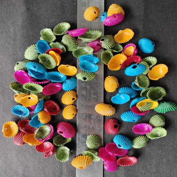 Multocolour Sheap Shell