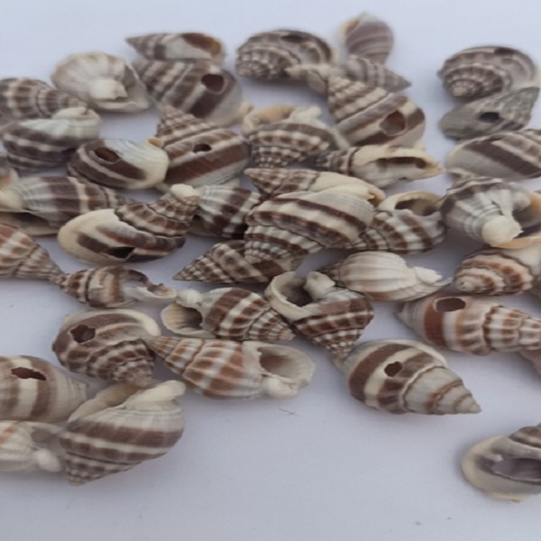 Small Brown Cowrie Shell