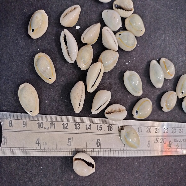 cowrie for DIY Craft