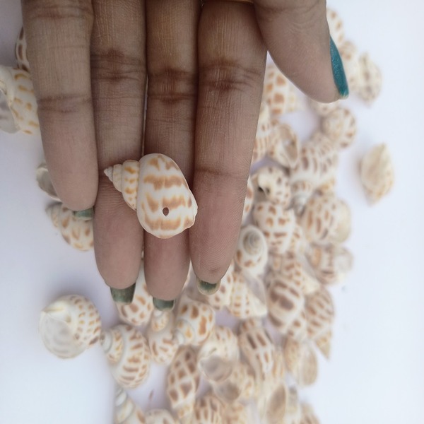 laxmi cowrie shell