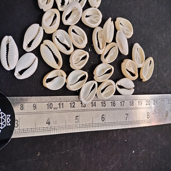 Cowrie Shell DIY jewelry and craft
