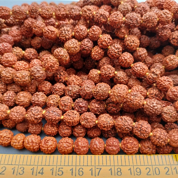 Rudraksha 10 MM